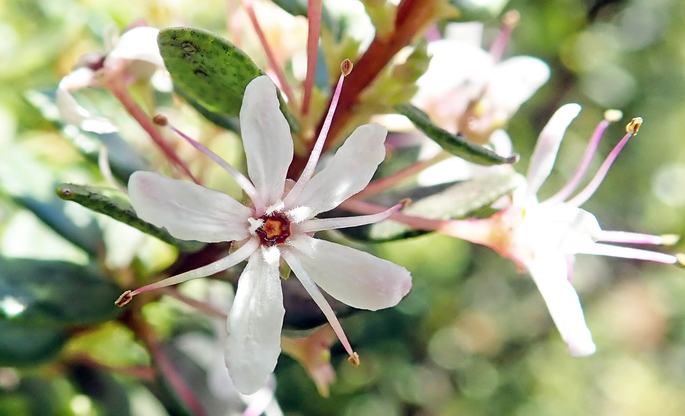 agathosma-ovata-kirstenbosch