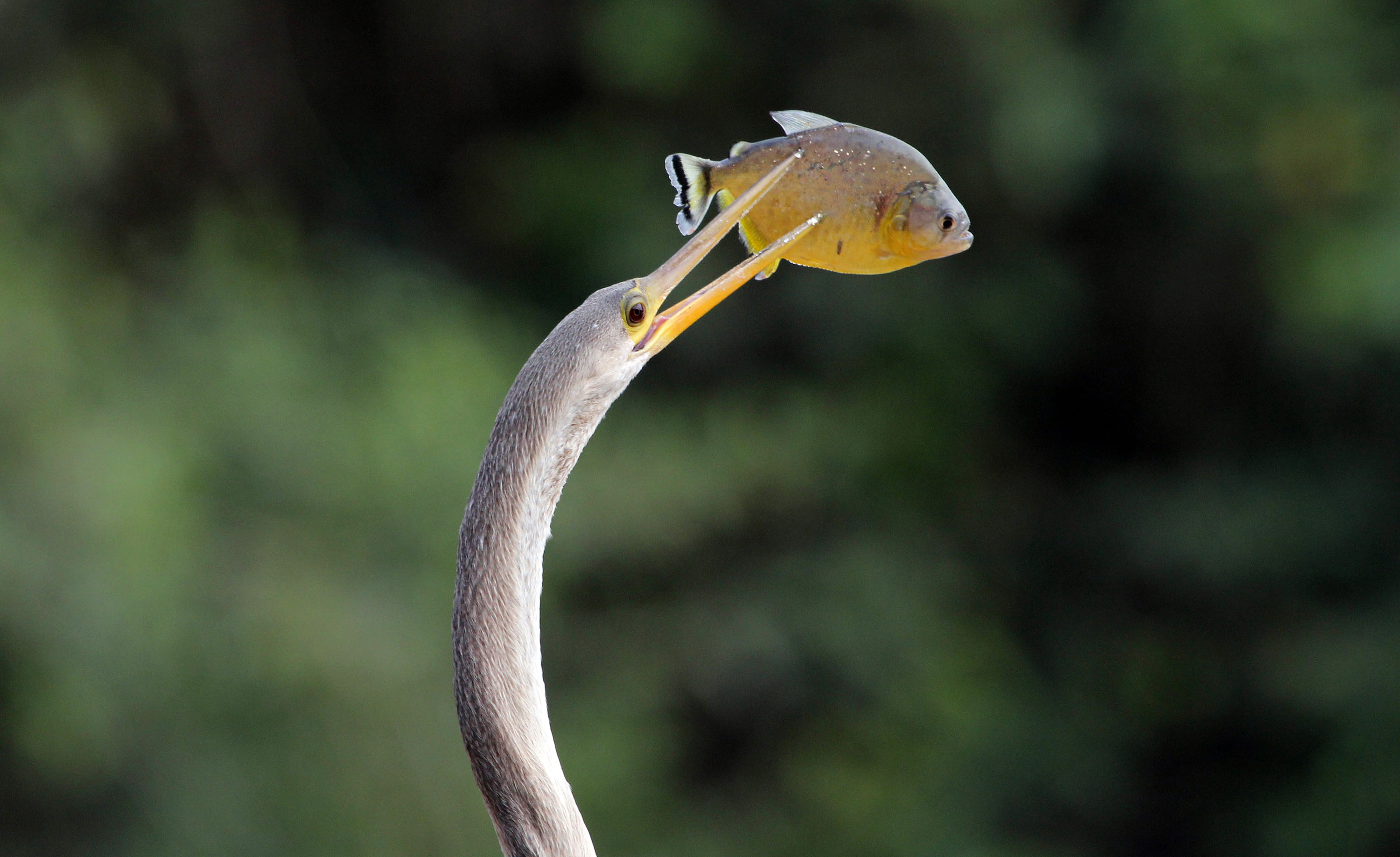 anhinga-spiking-piranha