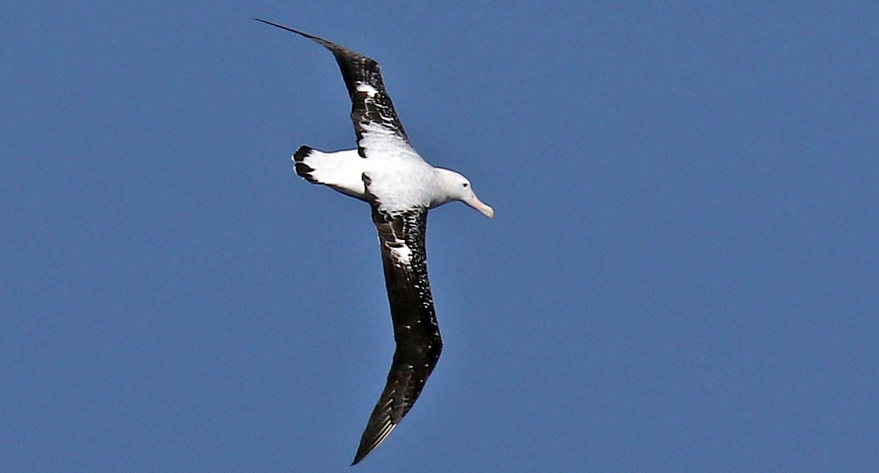 albatross-wandering-off-south-georgia-copy