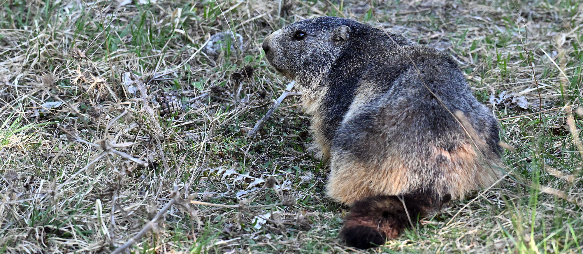 alpine-marmot- alpine-marmot-