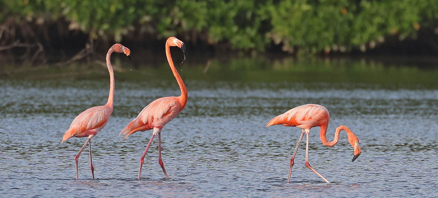 american-flamingos-trinidad