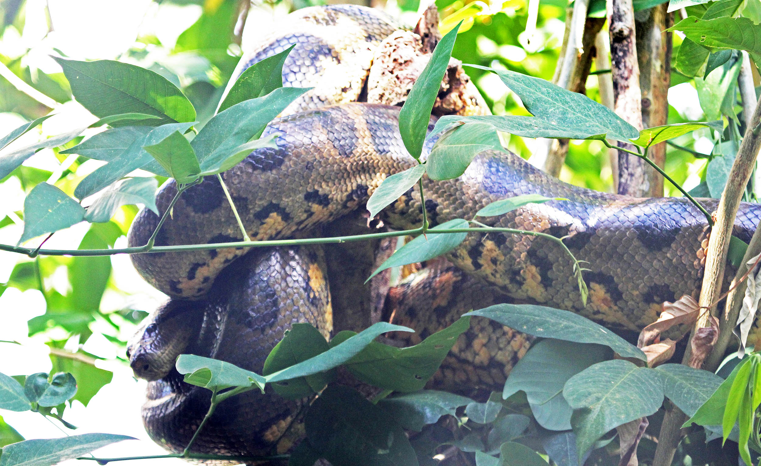 anaconda-green-in-tree-manaus-brazil