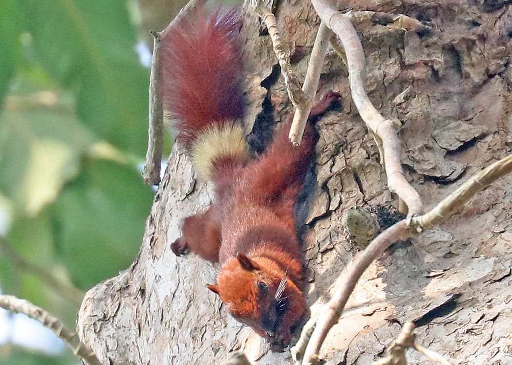 angkor-wat-squirrel-upside-down