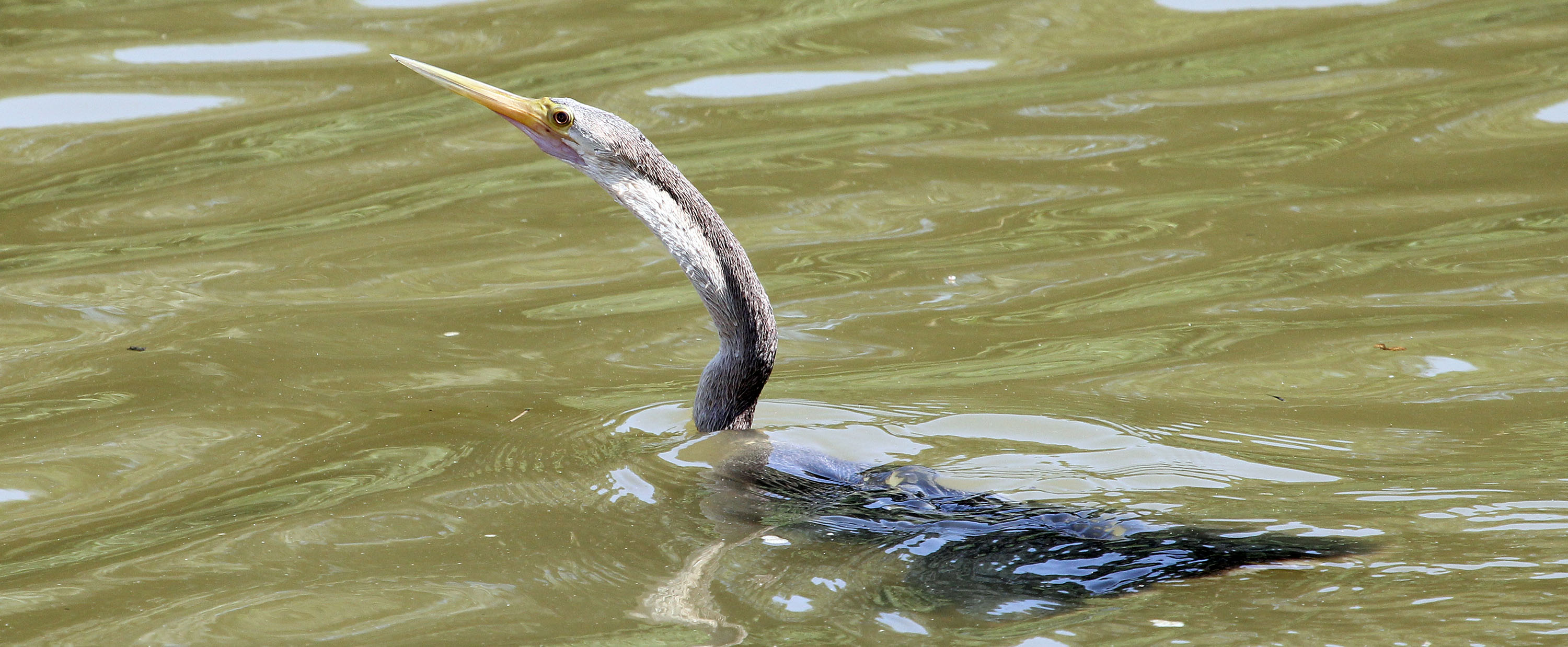 anhinga-in-water-pantanal