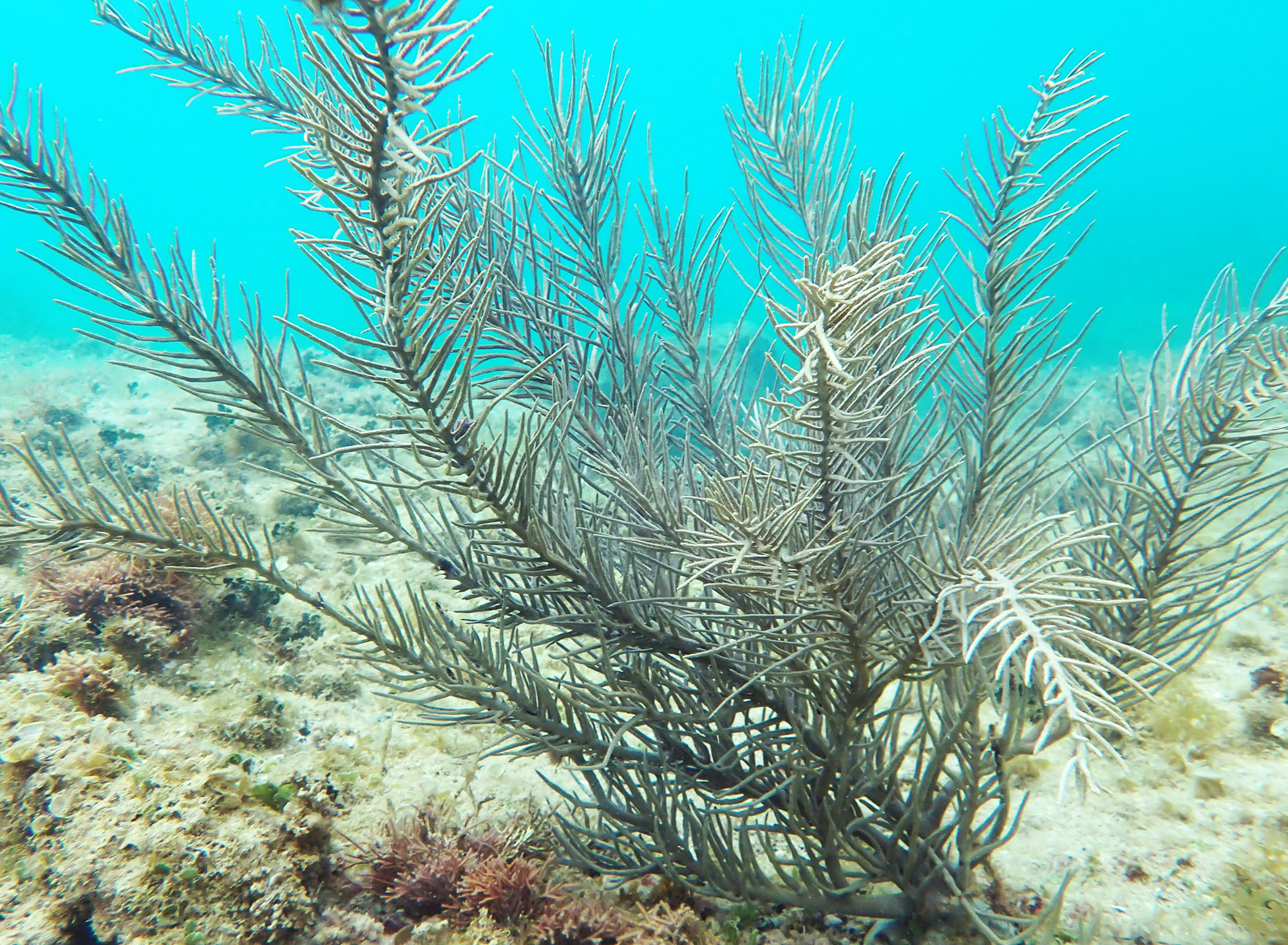antillogorgia-atlantic-sea-plumes-antigua