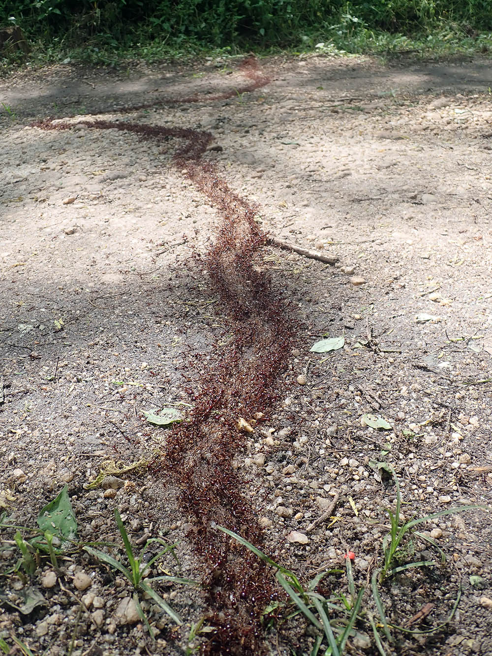 ants-safari-ishuaia-uganda