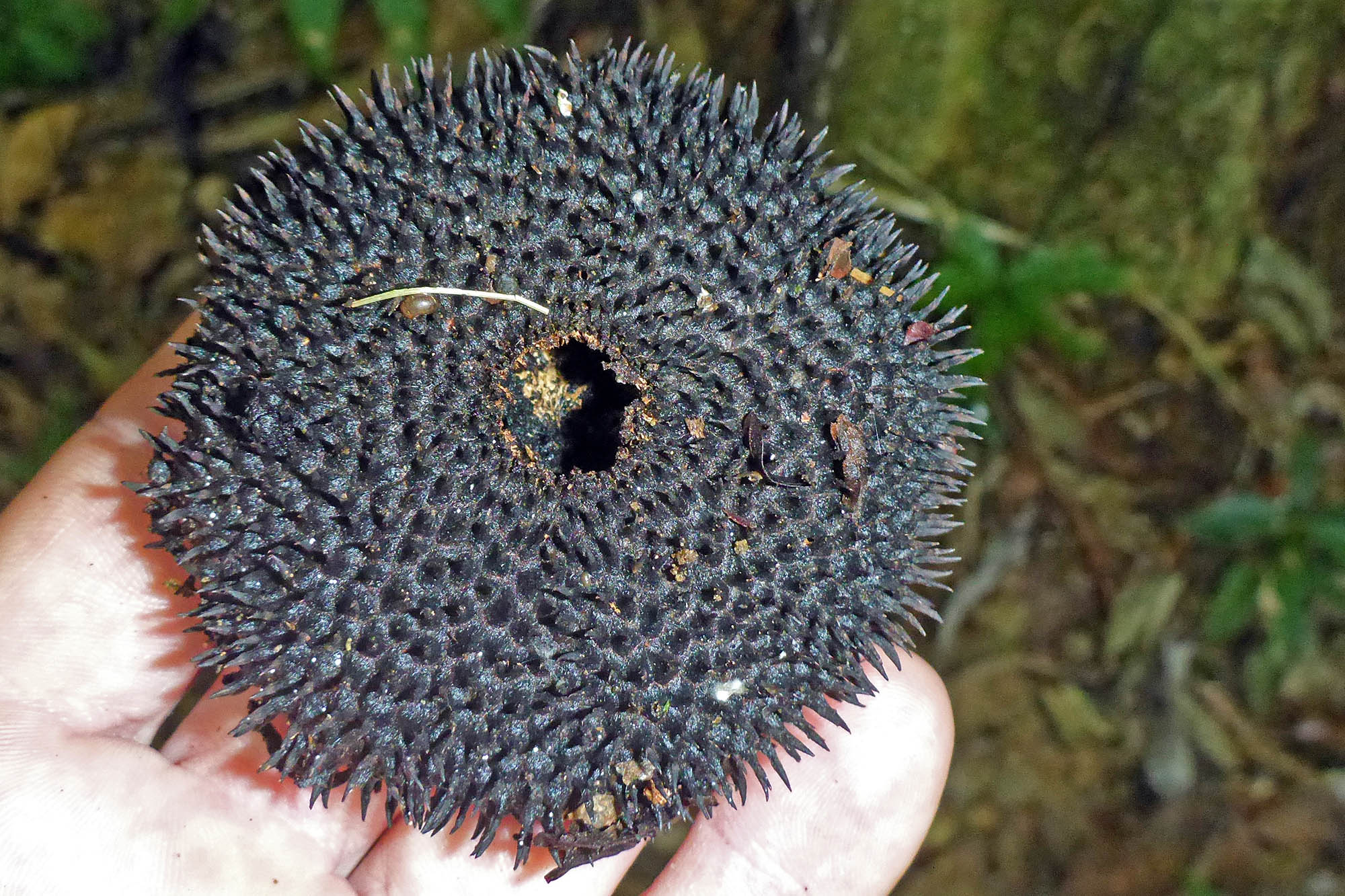 apeiba-monkey-comb-fruit-yarina-ecuador