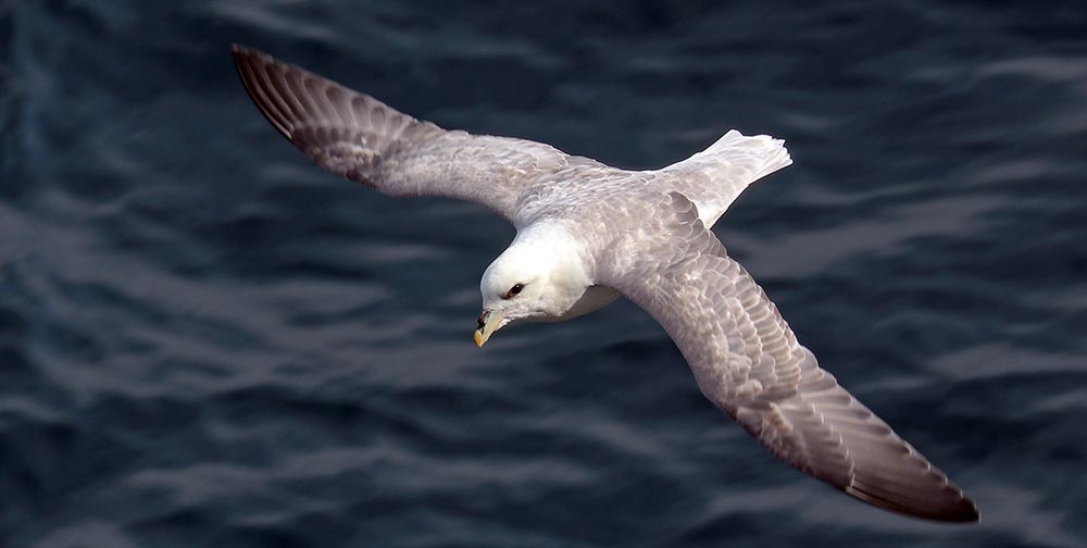 arctic-fulmar-twinkle