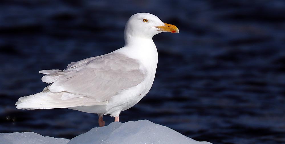 Arctic Gull (image by Damon Ramsey)