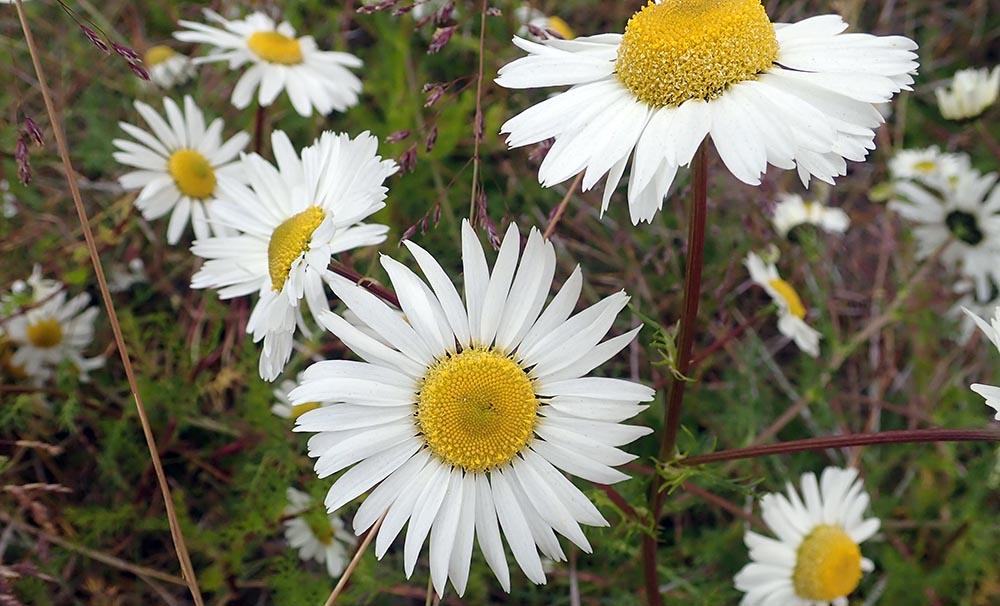 arctic-tripleurospermum-maritimum