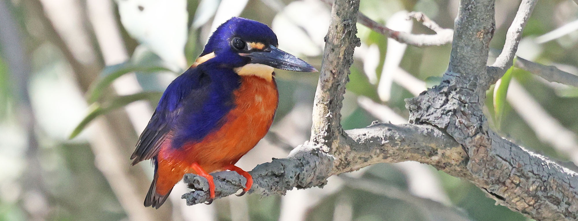 azure-kingfisher-hunter
