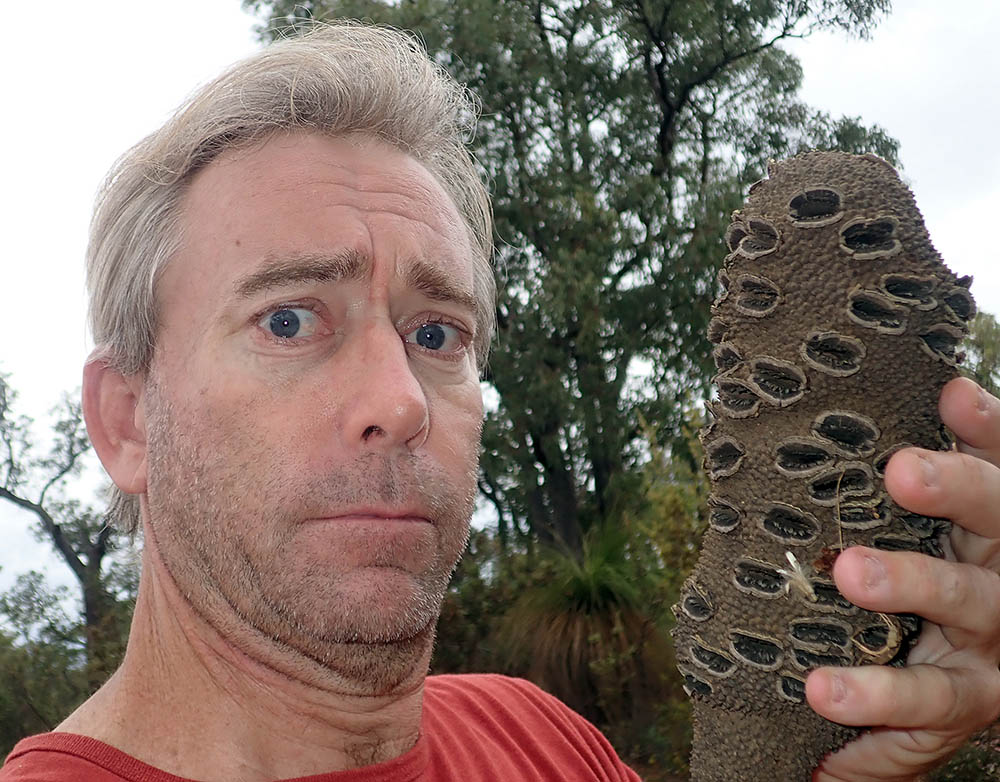 Damon Ramsey with large fruiting cone of Banksia grandis