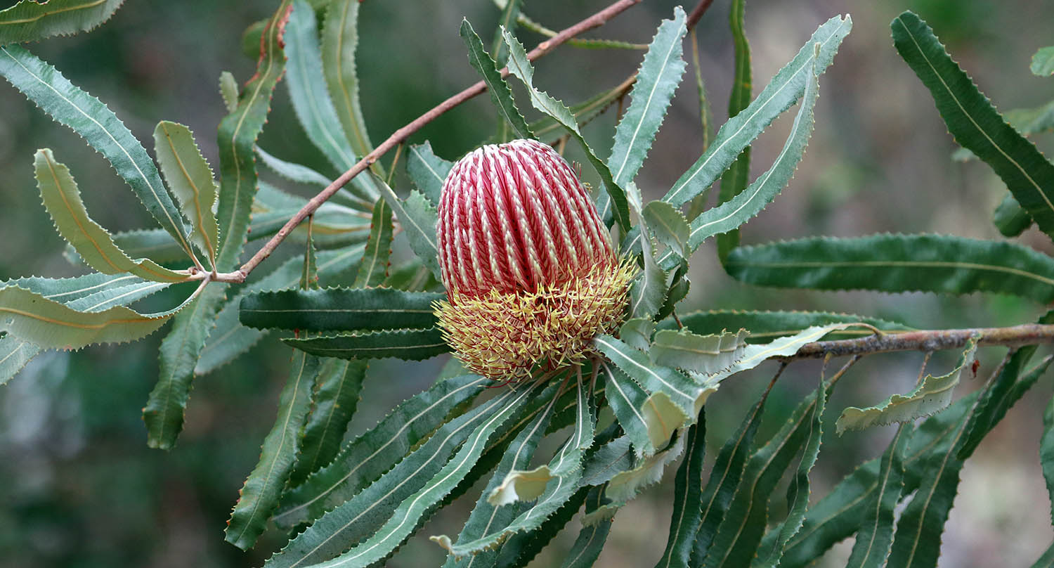 banksia-menziesii-yanchep