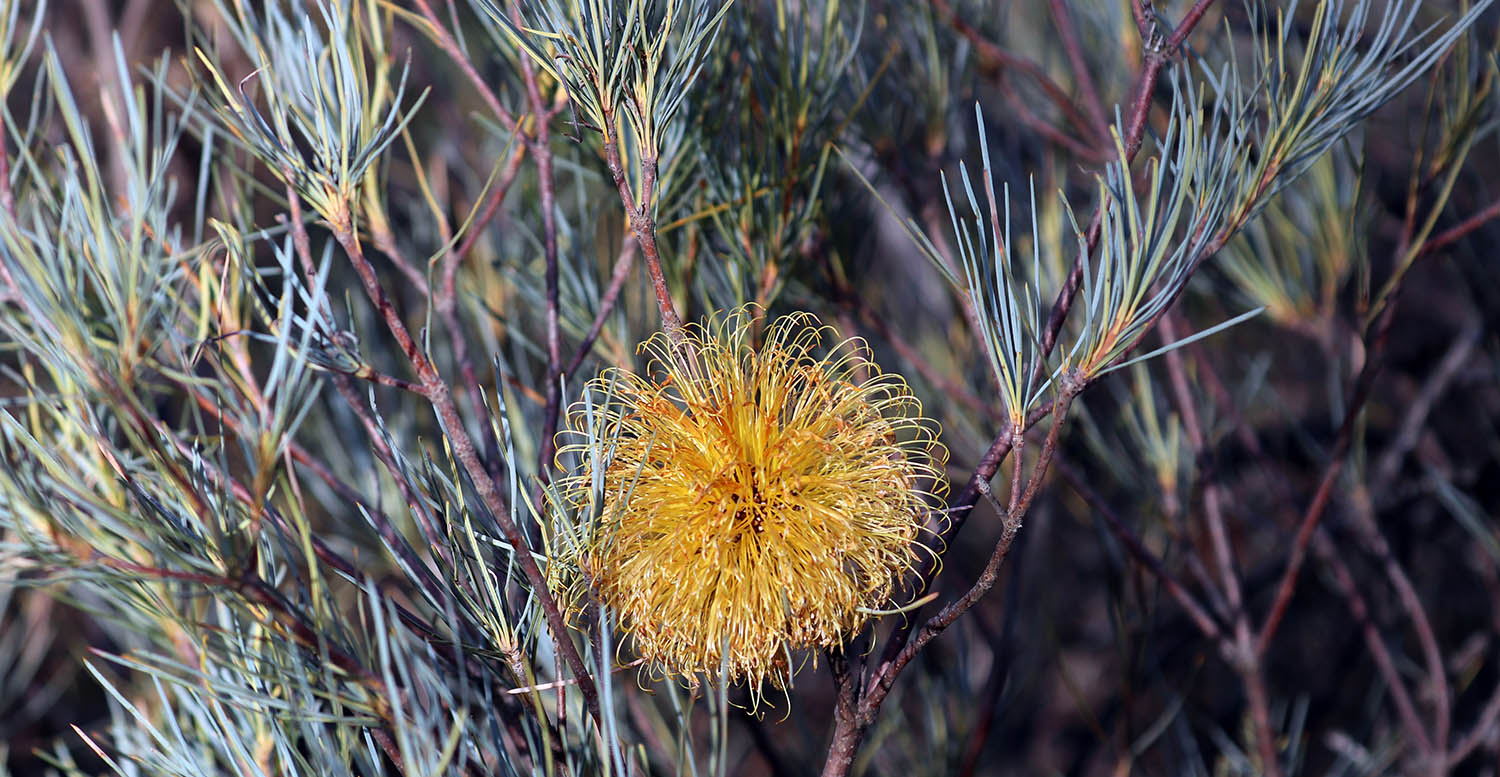 Banksia-sphaerocarpa-dryandra
