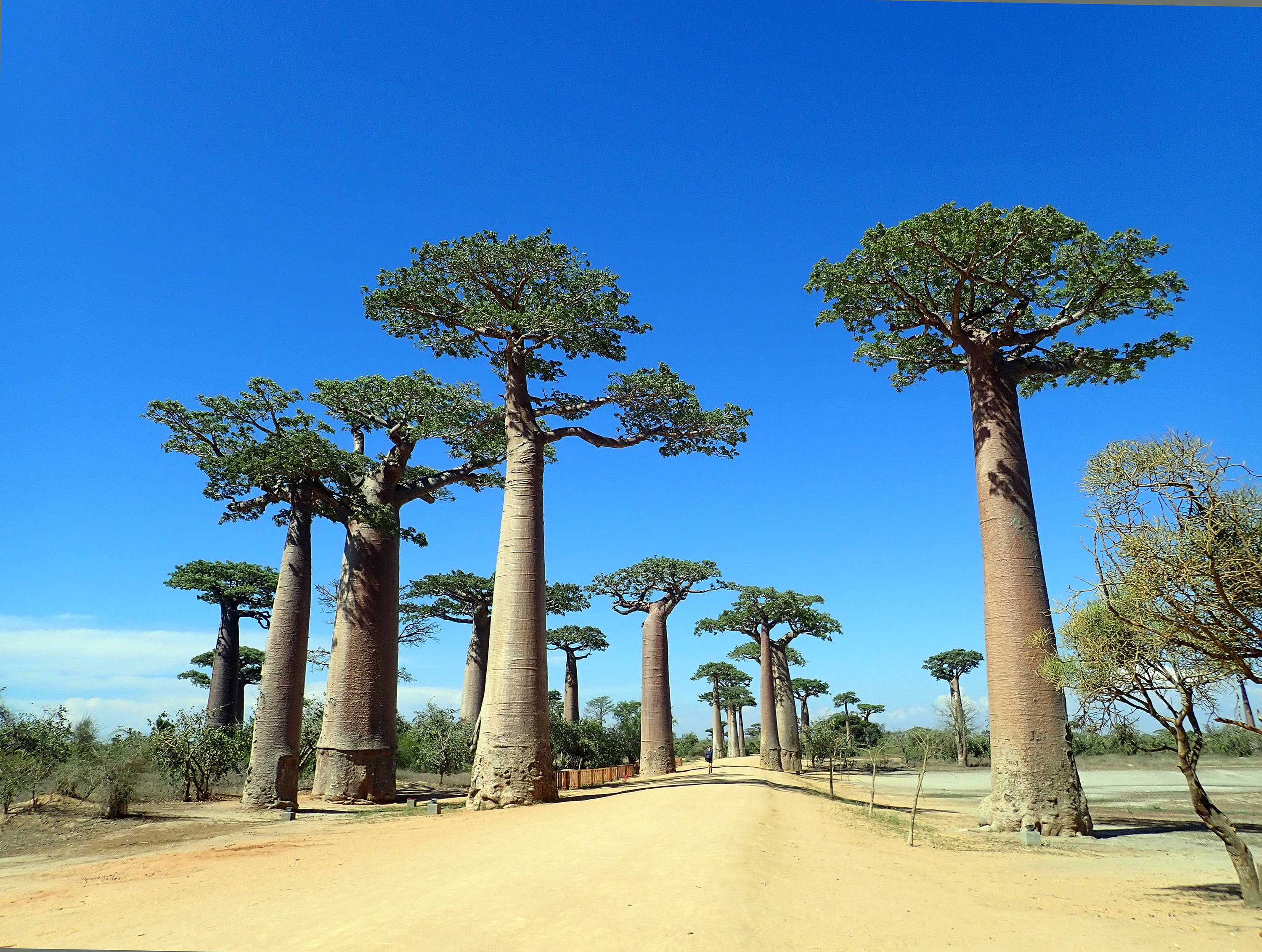 boabab-avenue-