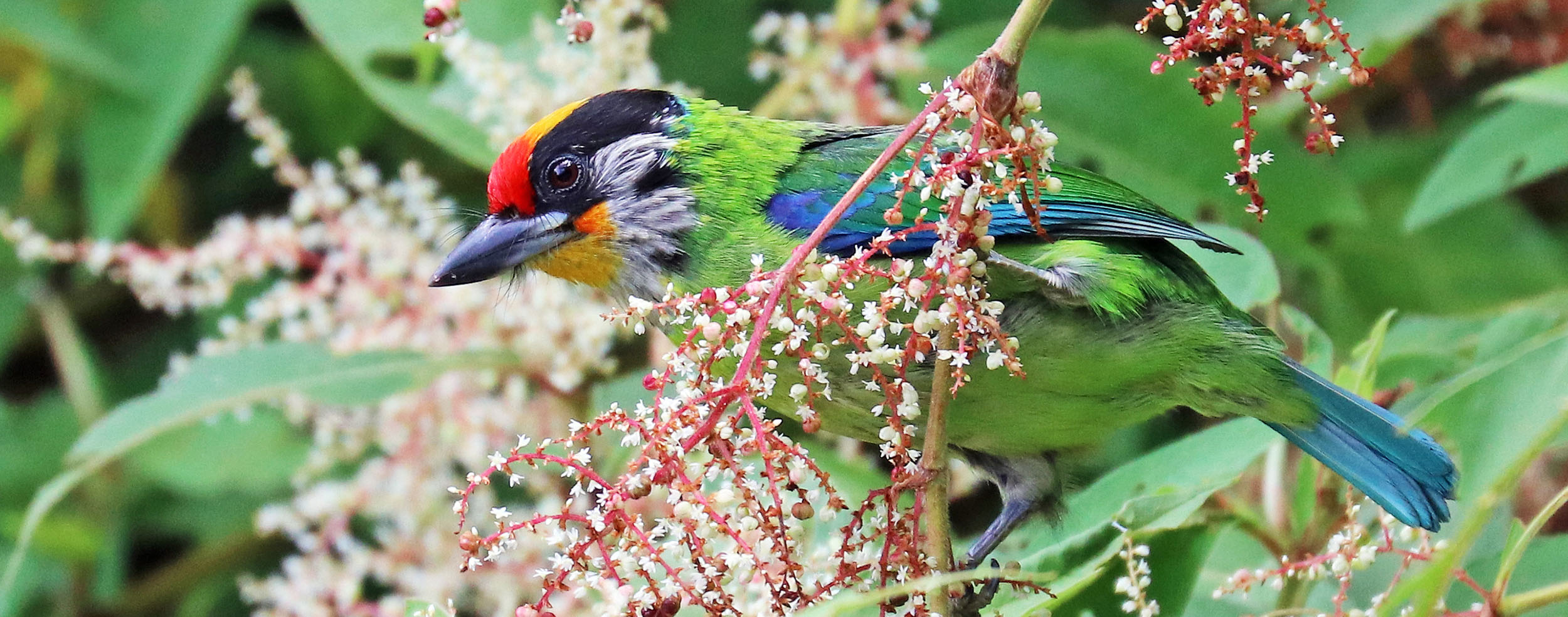 barbet-golden-throated-bhutan