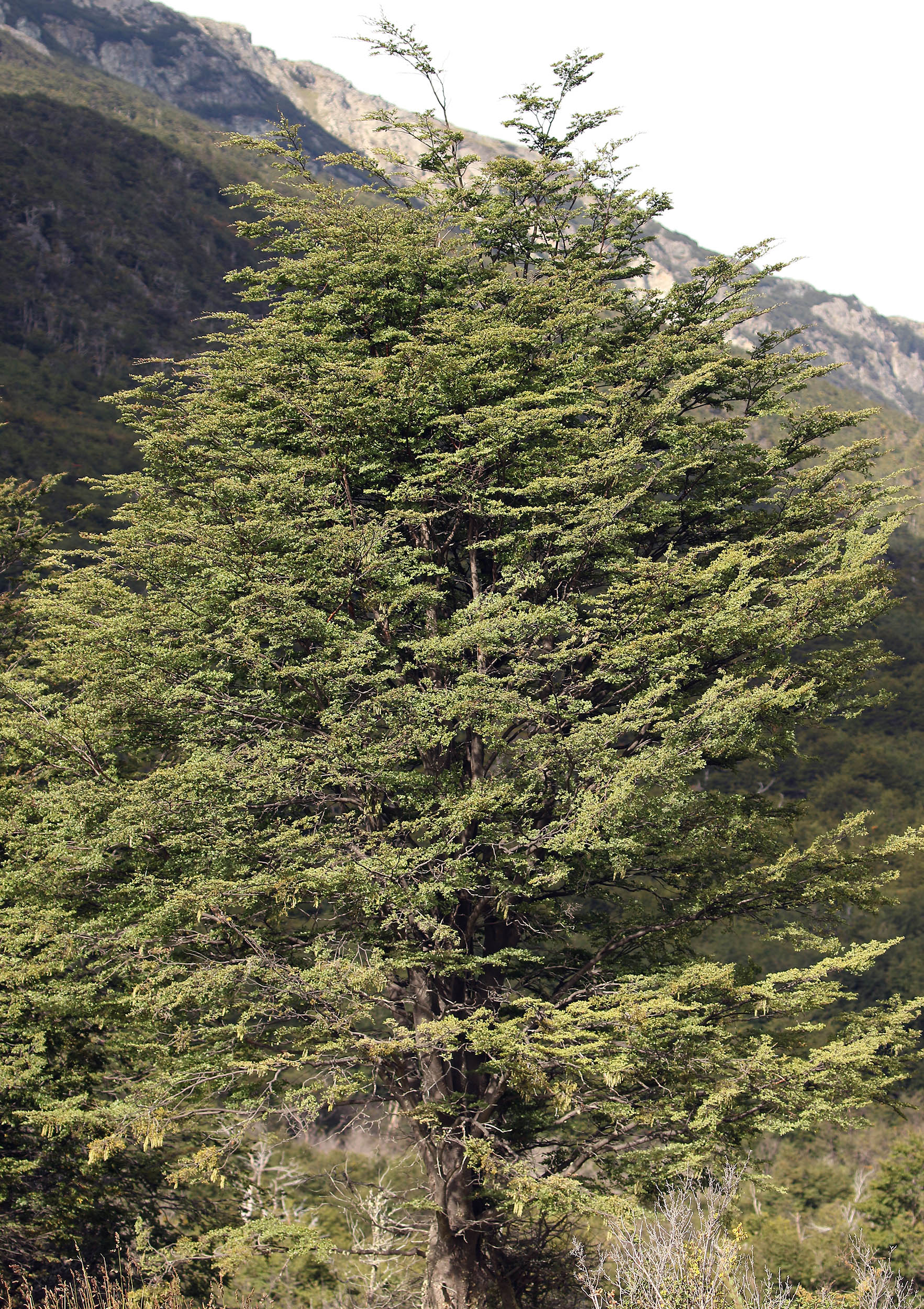 beech-southern-nothofagus-tree-ushuaia-