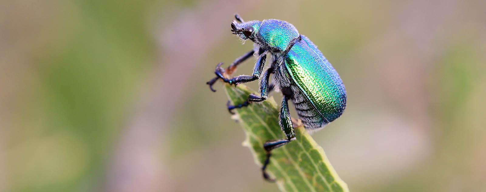 beetle-jewel-lesuer-WA