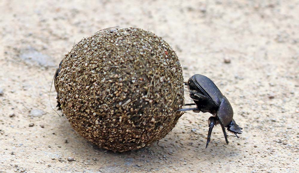 hluhluwe-dung-beetle