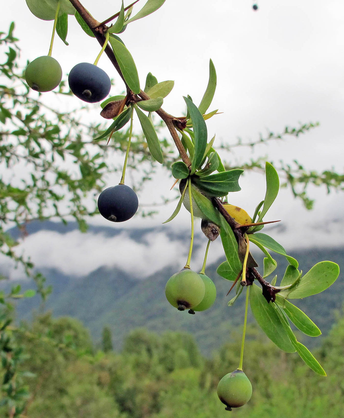 berberis-chilean-fiords-day-square
