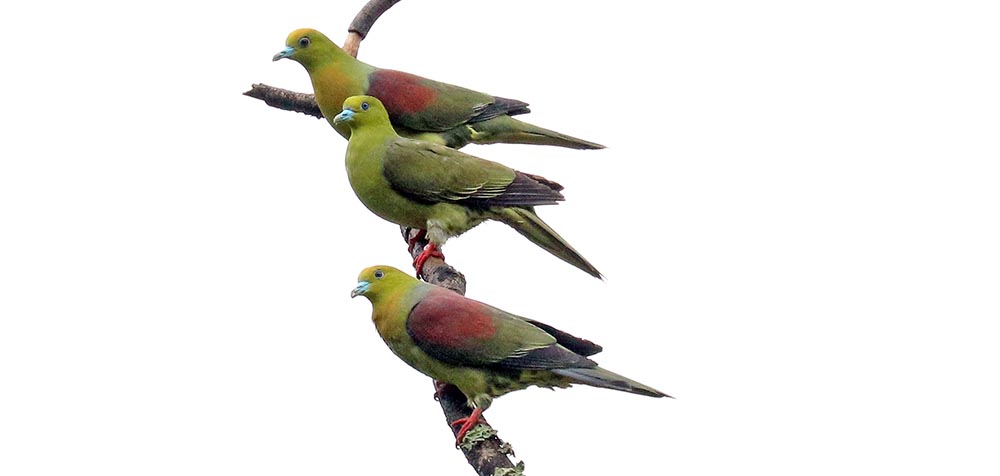 bhutan-green-pigeon