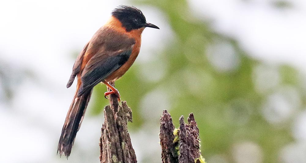 bhutan-siba