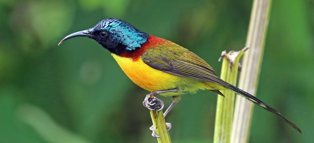 bhutan-sunbird