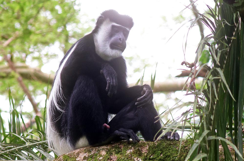 bigodi-black-white-colobus