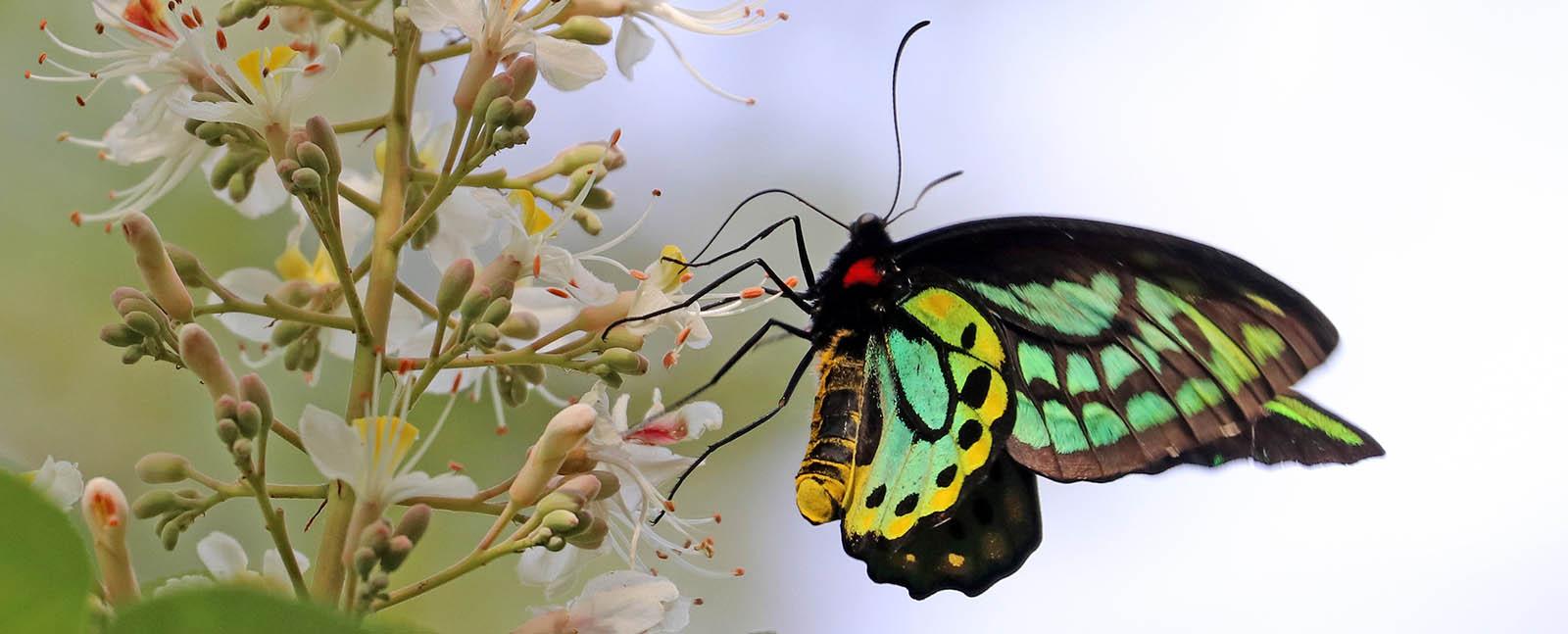 birdwing-richmonds-oreillys