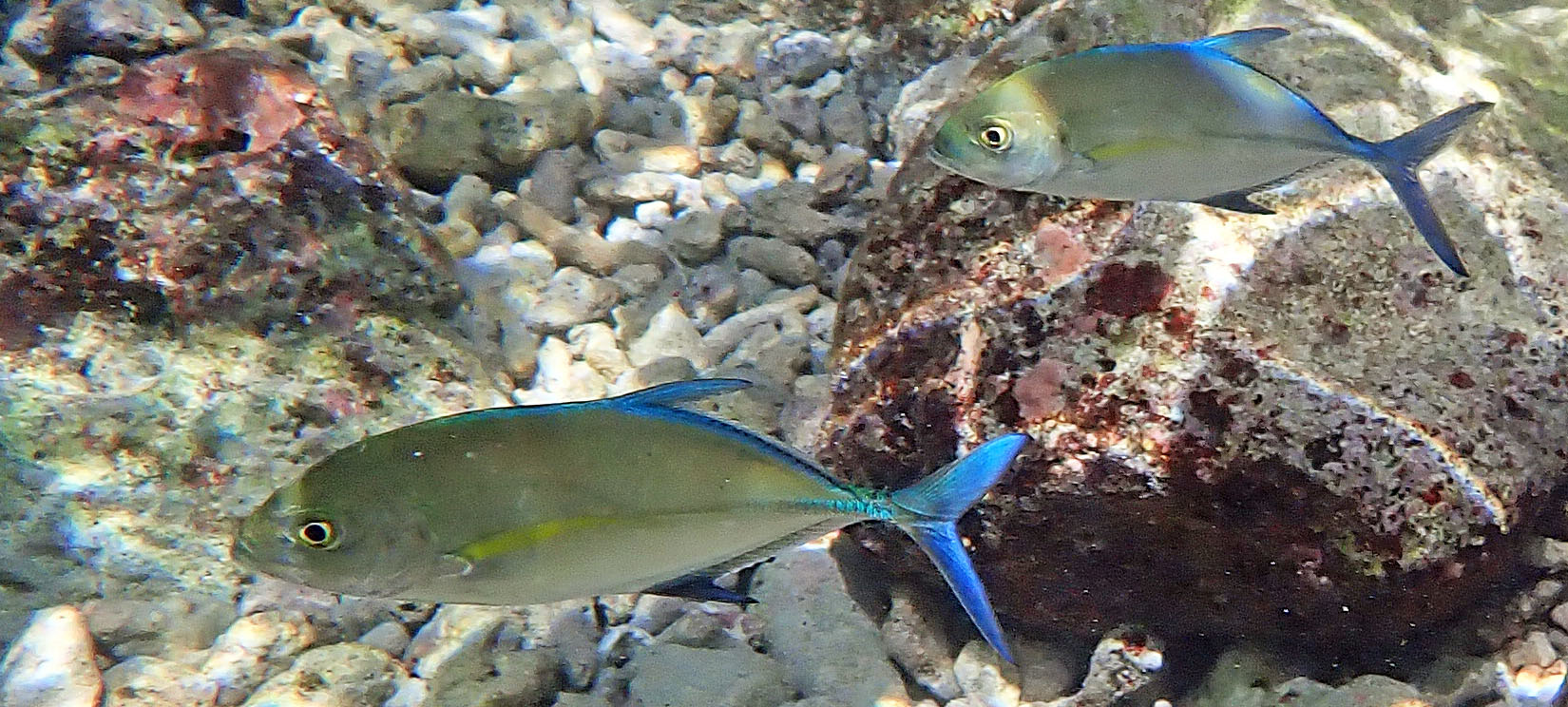 blue-fin-trevally-champagne