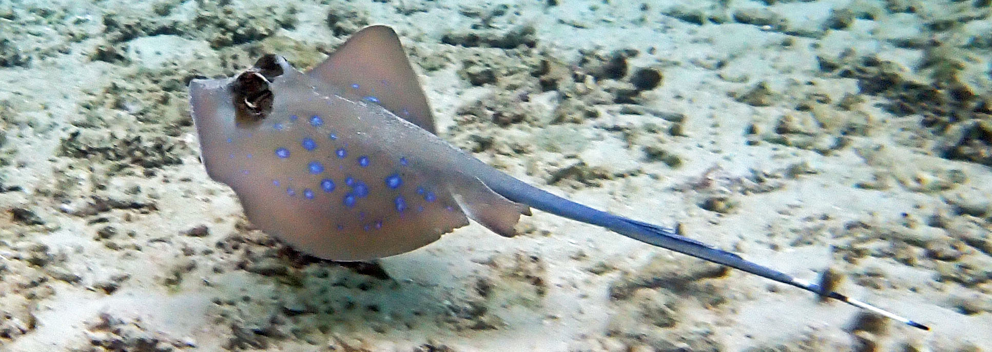 blue-spotted-maskray-deka-deka-