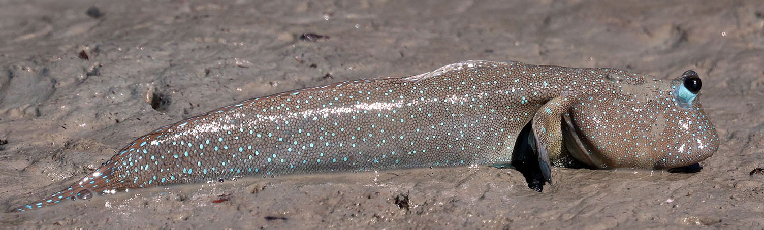 blue-spotted-mudskipper-hunter-2