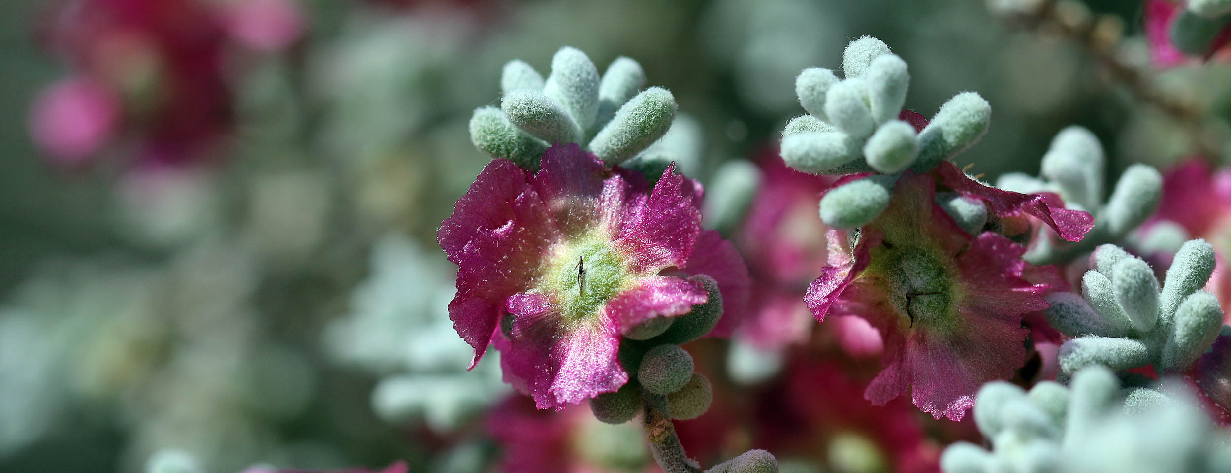 bluebush-maireana-coober-pedy