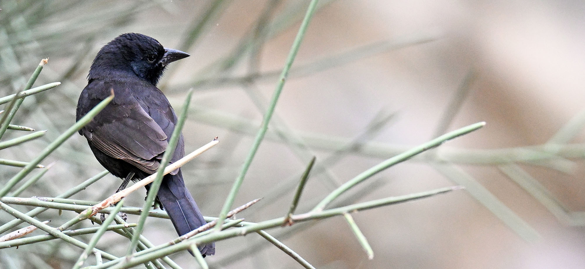 Bolivian-blackbird-red-macaw-lodge-