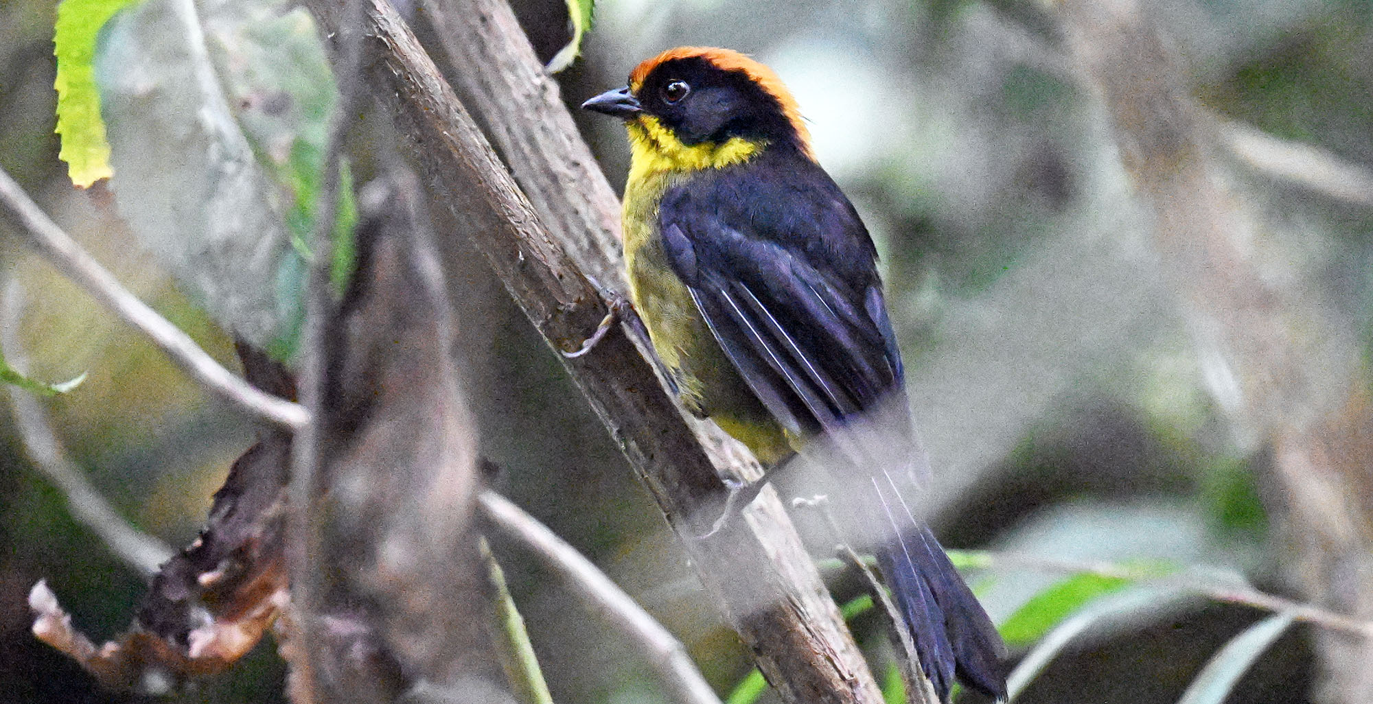 jucumari-lodge-boivian-brushfinch-