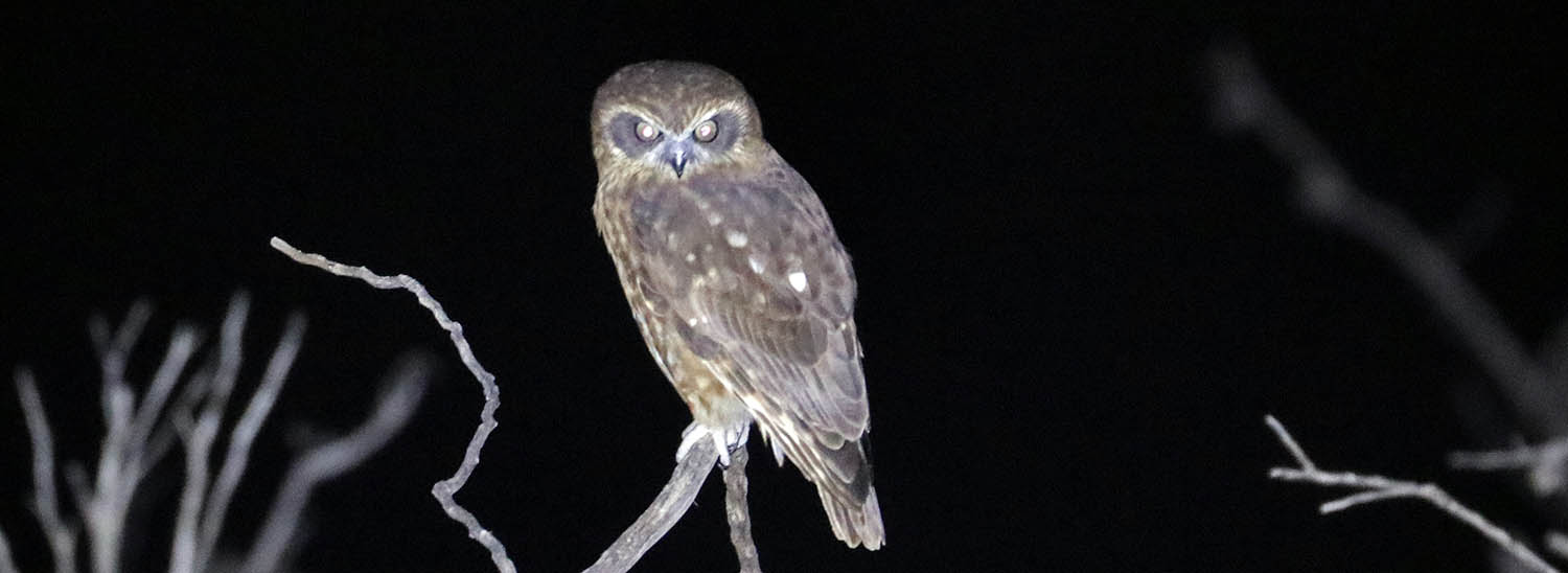 Boobook Owl (image by Damon Ramsey)