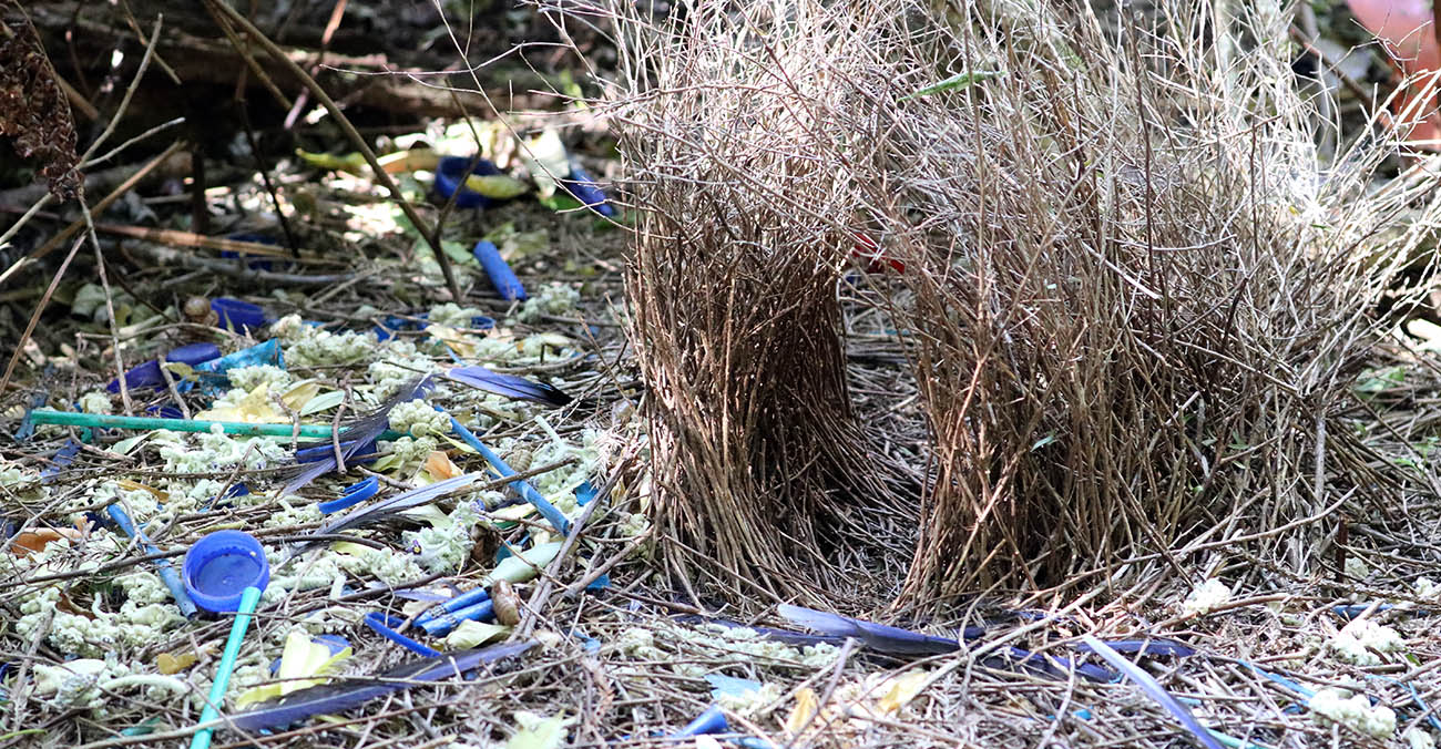 bower-satin-bowerbird-oreillys