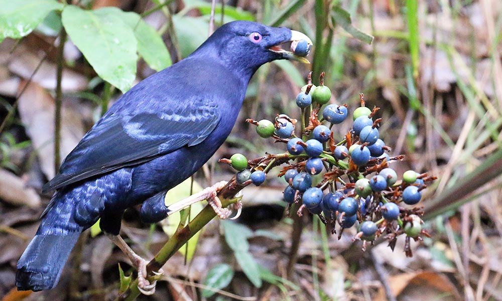 bowerbird-satin-berries