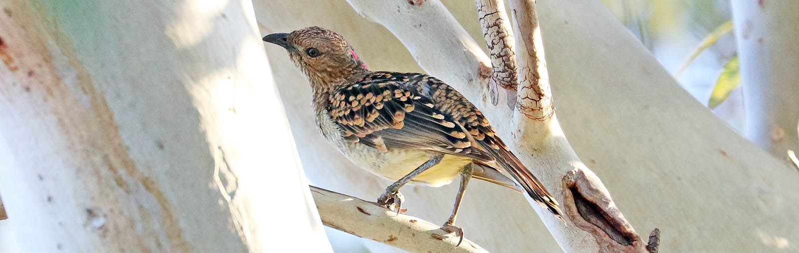 'Spotted Bowerbird' (image by Damon Ramsey)