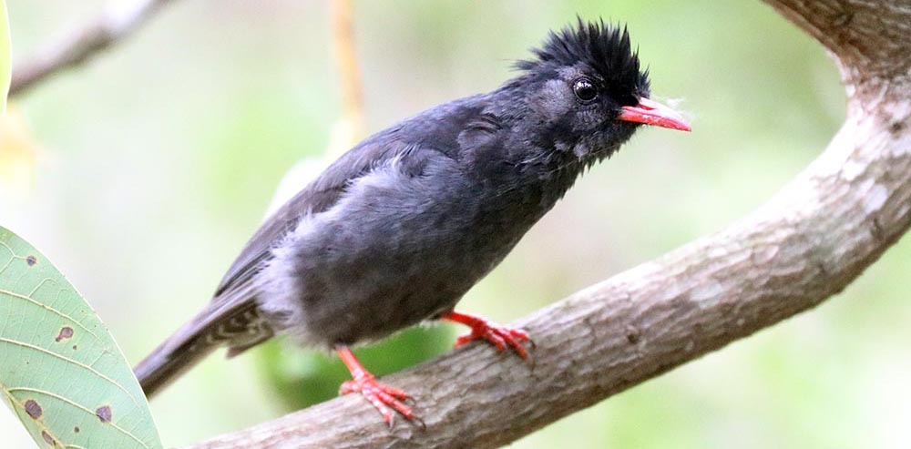 bulbul-black-nature-lodge-cambodia