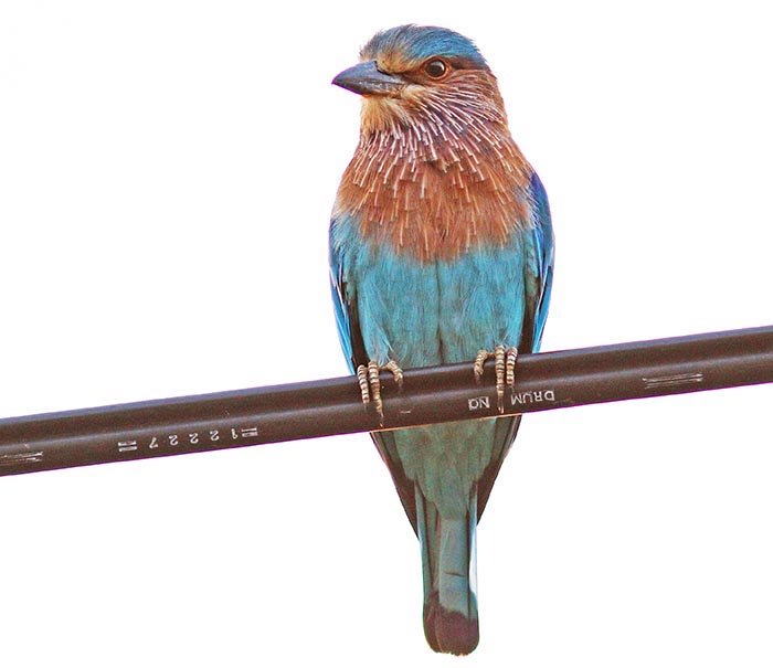 bundala-indian-roller