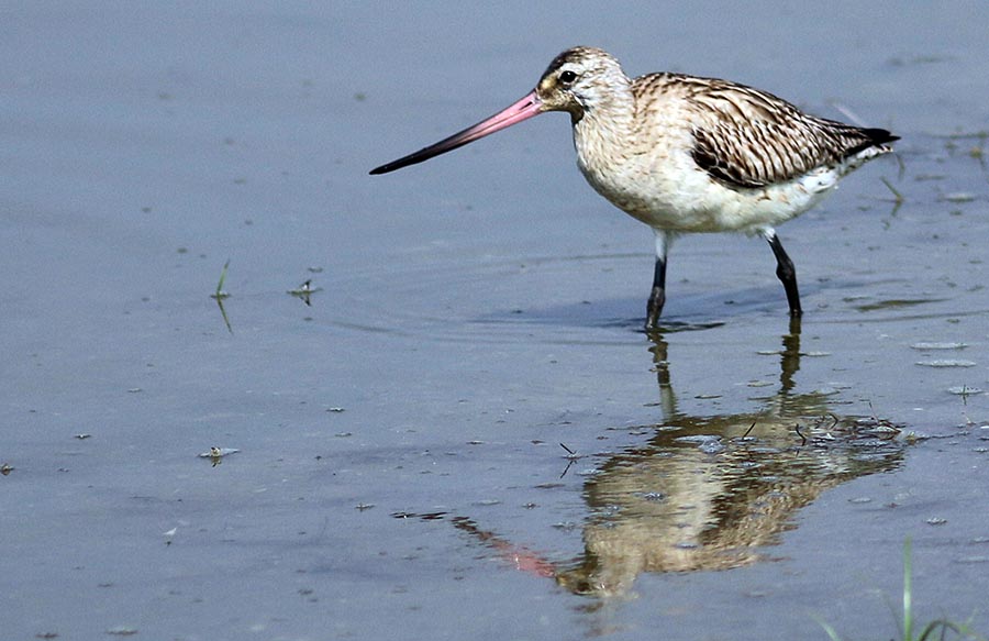 bundala-godwit