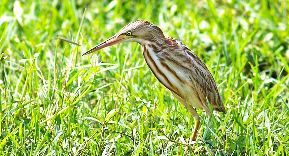 bundala-yellow-bittern