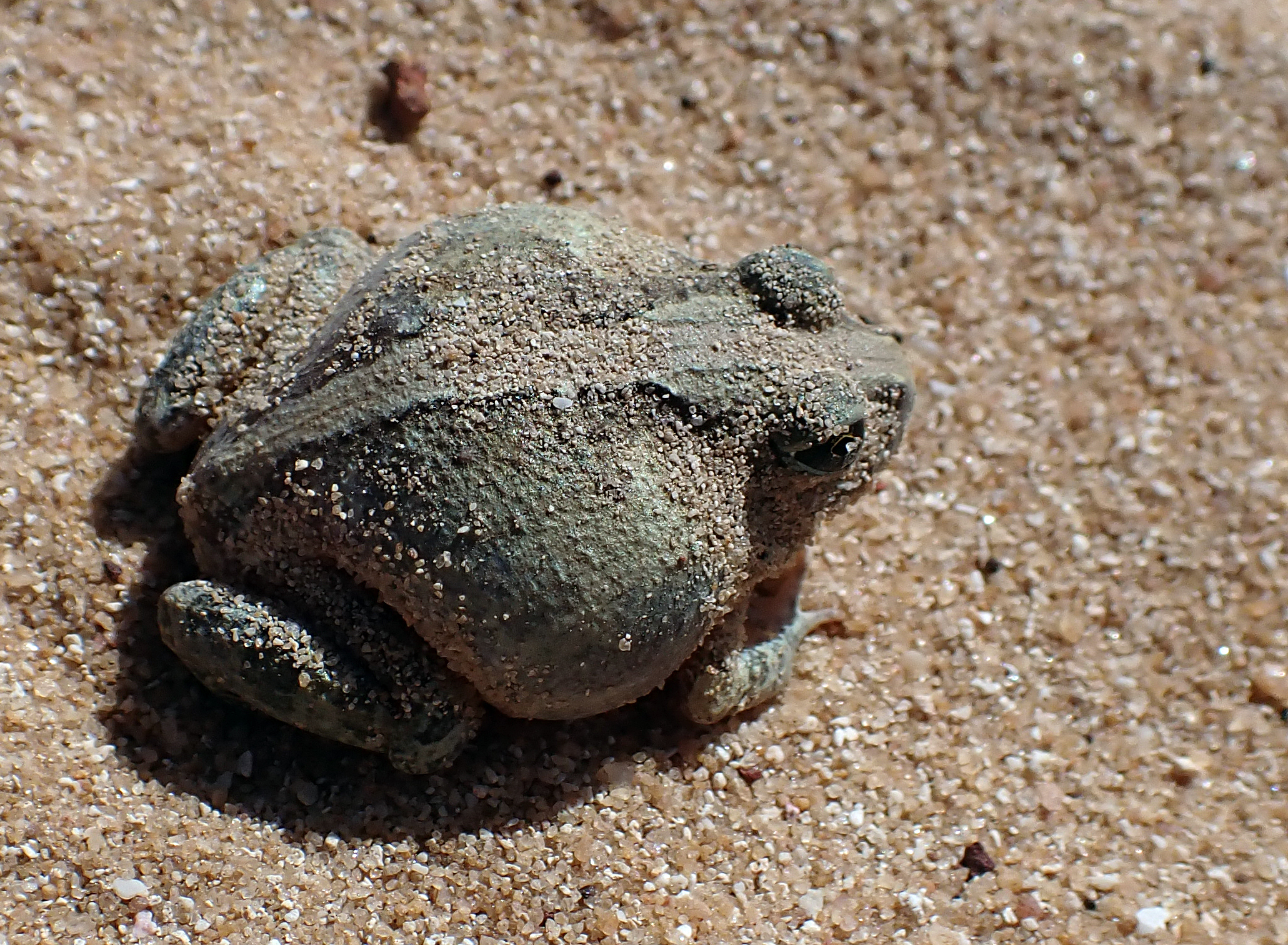 burrowing-frog-bremer-