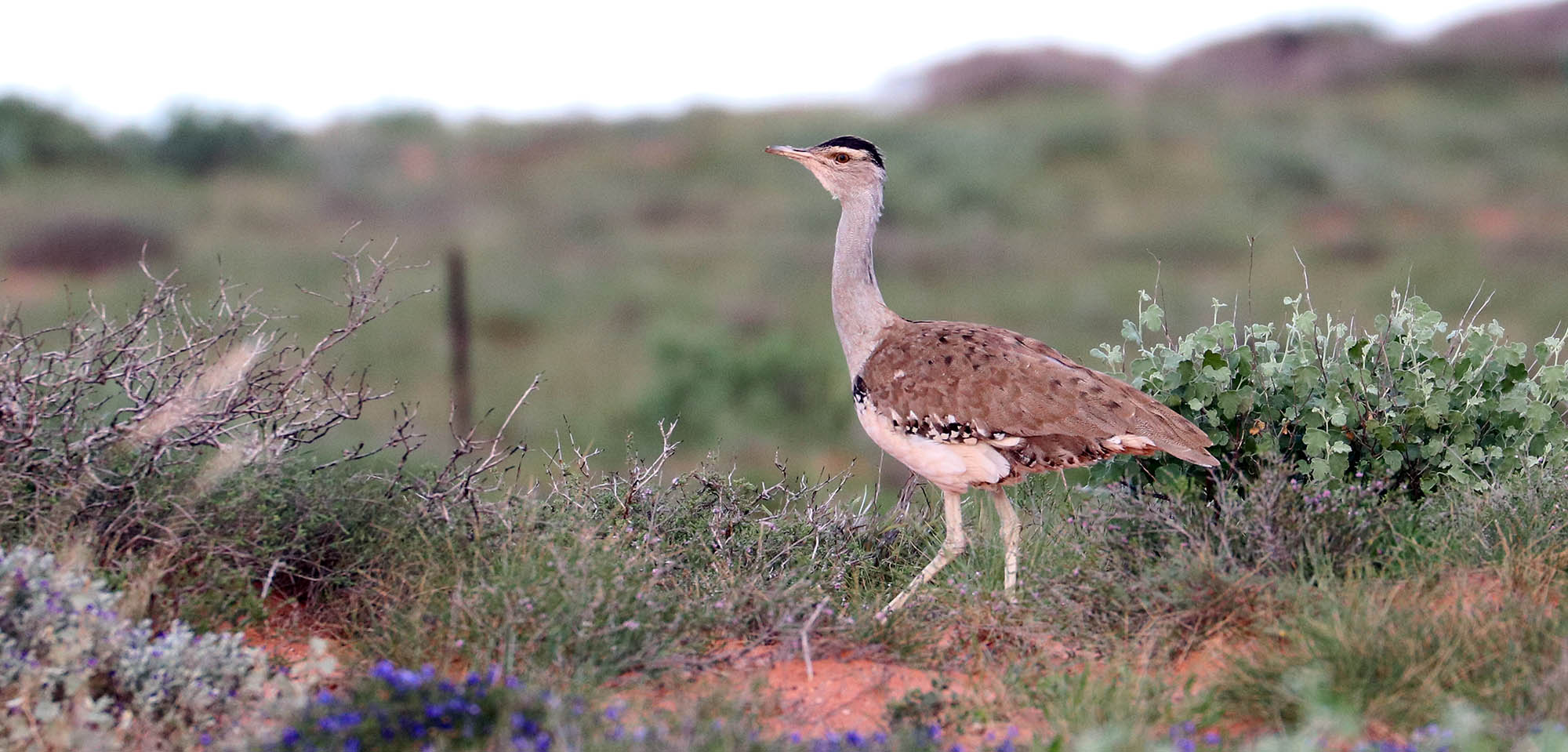 bustard-walking-exmouth