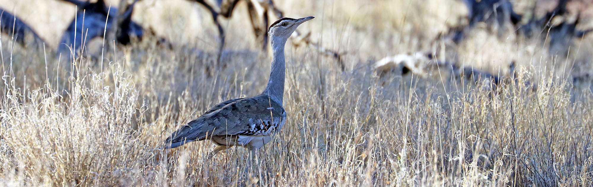 butard-autralian-winton