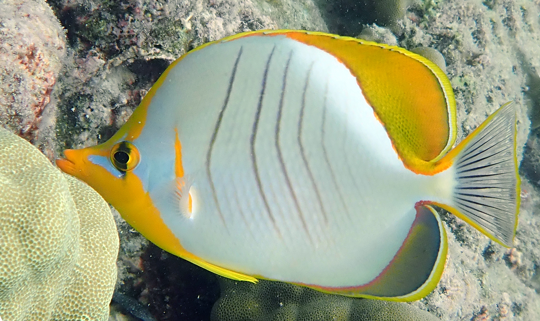butterflyfish-yellow-headed
