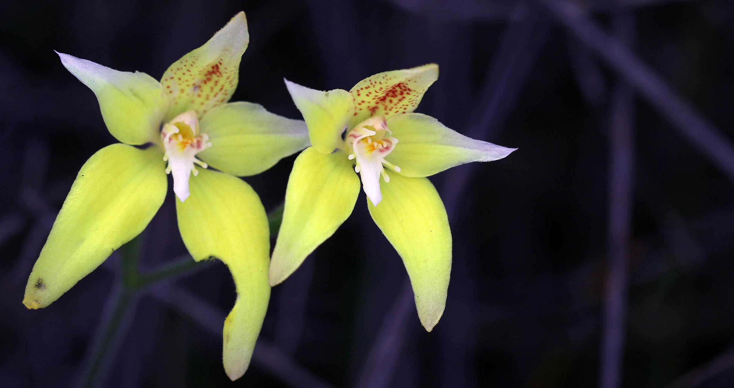 caledenia-cowslip-orchid-lesueur