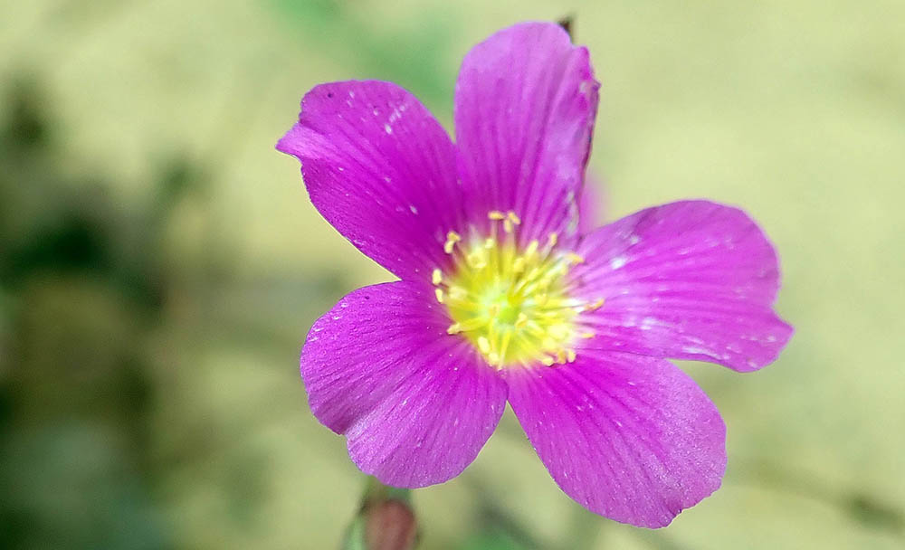 calandrinia-kings-park