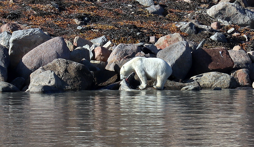 canada-polar-bear